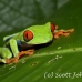 frog_tree_redeyed_tar_h_0601_cos0931.jpg